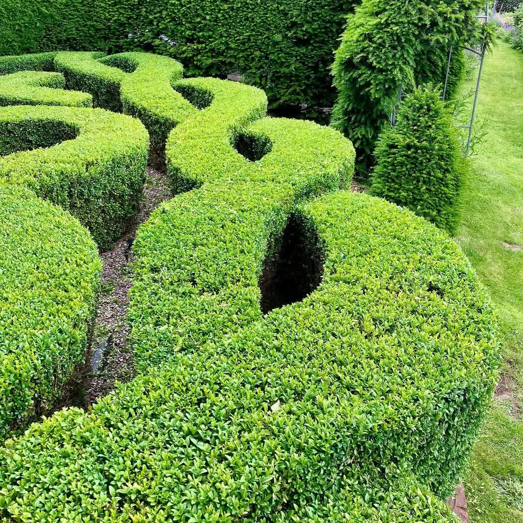 Common box hedge sculpted into a clean, flowing knot garden pattern