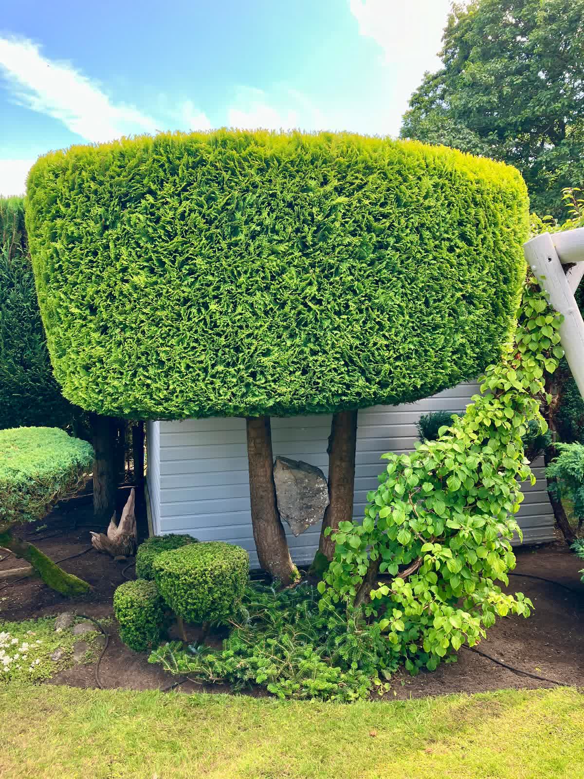 Tall conifer hedge shaped into a soft architectural canopy with smaller cloud forms below